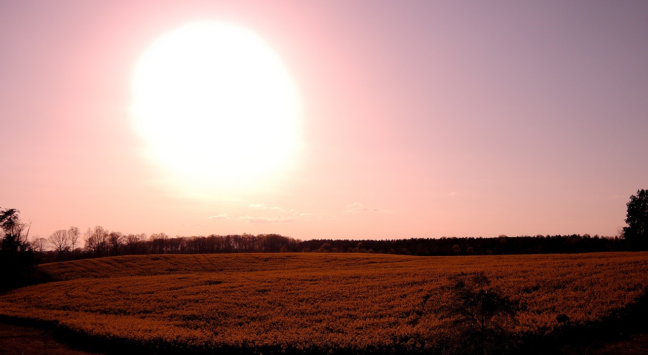 Spring’s Ode to Van&nbsp;Gogh