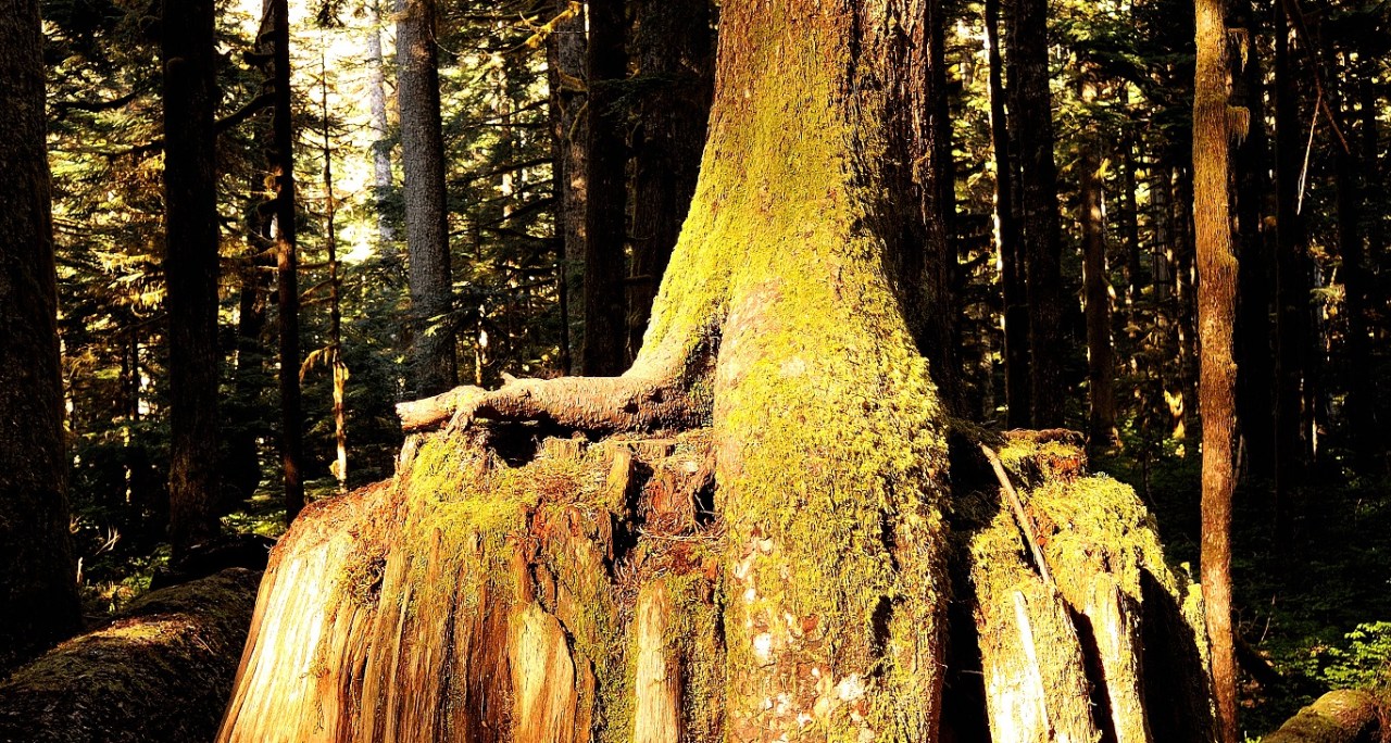 Nature’s Healing Power