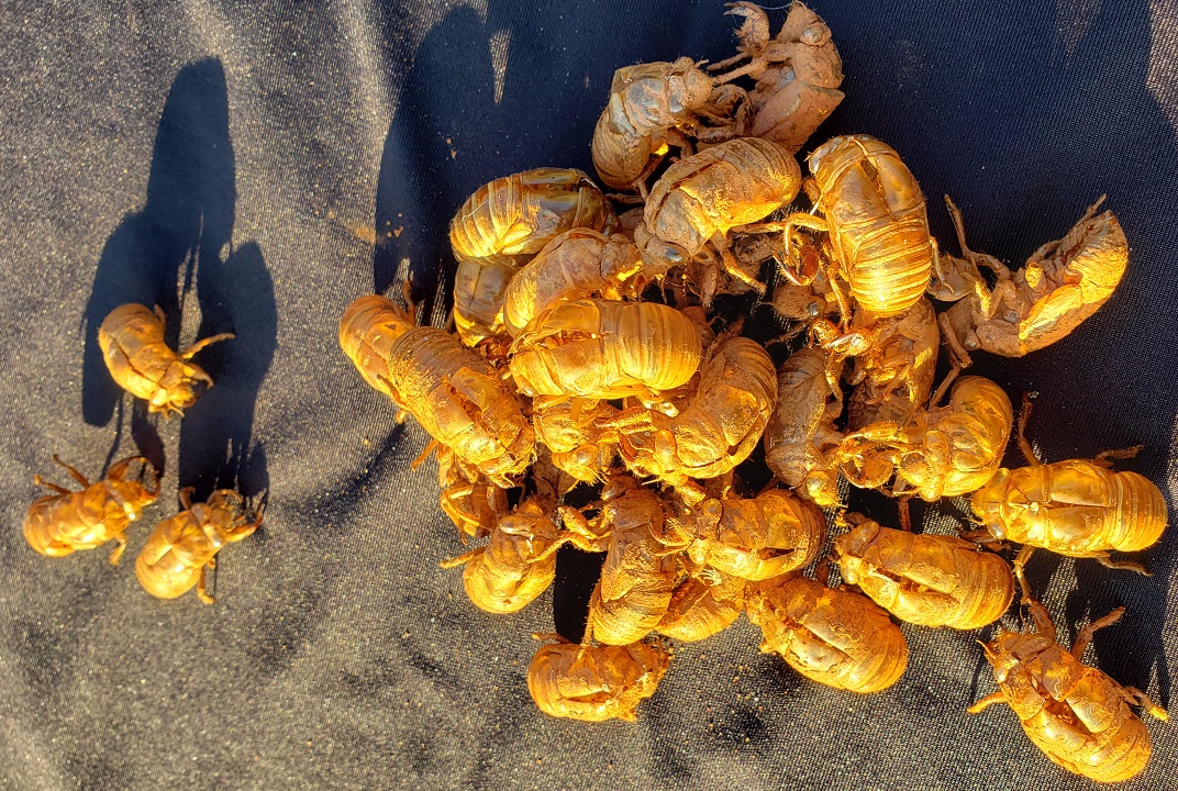 Nature’s Life Cycles